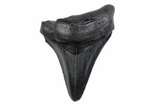 Serrated, Juvenile Megalodon Tooth - South Carolina #370432