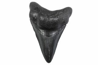 Serrated, Juvenile Megalodon Tooth - South Carolina #370433