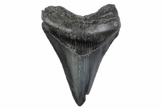 Serrated, Juvenile Megalodon Tooth - South Carolina #370434