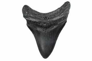 Fossil Megalodon Tooth - South Carolina #370450