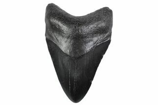 Fossil Megalodon Tooth - South Carolina #370454