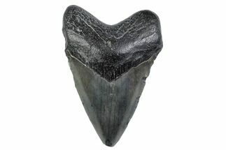 Fossil Megalodon Tooth - South Carolina #370457
