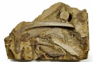 Sandstone with Hadrosaur Teeth, Tendons & Bones - Wyoming #370694