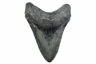 Fossil Megalodon Tooth - North Carolina #370214