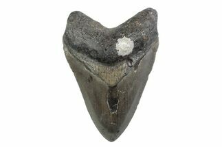 Fossil Megalodon Tooth - North Carolina #370215