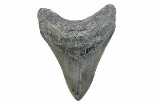 Fossil Megalodon Tooth - North Carolina #370216