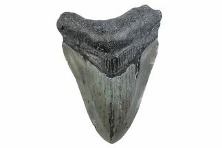 Fossil Megalodon Tooth - North Carolina #370222