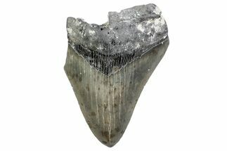Partial, Fossil Megalodon Tooth - North Carolina #370226