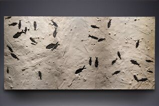 Fossils For Sale