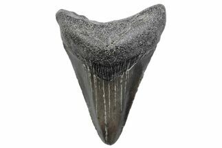 Serrated, Juvenile Megalodon Tooth - South Carolina #370180