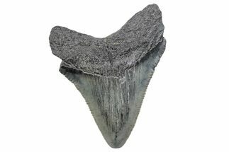 Serrated, Juvenile Megalodon Tooth - South Carolina #370181