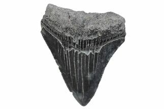 Serrated, Juvenile Megalodon Tooth - South Carolina #370182