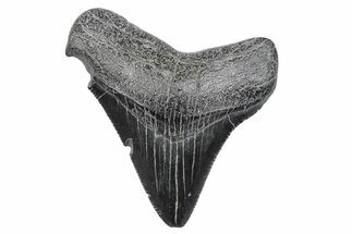 Serrated, Juvenile Megalodon Tooth - South Carolina #370183