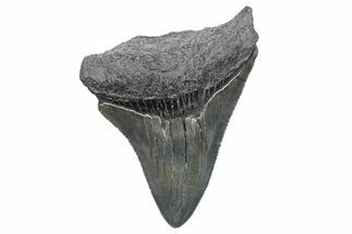 Serrated, Juvenile Megalodon Tooth - South Carolina #370184