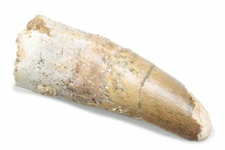 Fossil Spinosaurus Tooth - Feeding Worn Tooth #370506