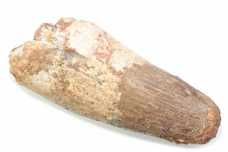 Fossil Spinosaurus Tooth - Feeding Worn Tooth #370520