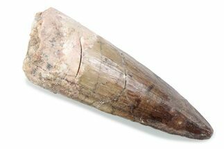 Fossil Spinosaurus Tooth - Real Dinosaur Tooth #370538