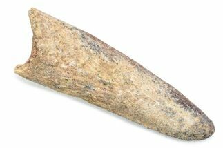 Fossil Spinosaurus Tooth - Real Dinosaur Tooth #370581