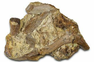 Fossil Hadrosaur Teeth and Bone Sections in Sandstone - Wyoming #370648
