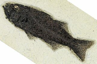 Uncommon Fish Fossil (Mioplosus) - Wyoming #370856