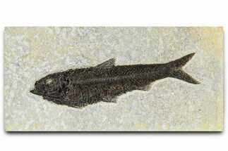 Detailed Fossil Fish (Knightia) - Huge For Species #370857