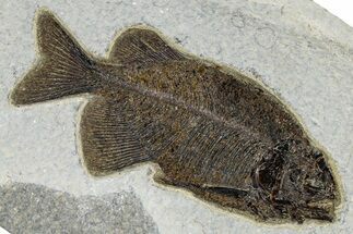 Fossil Fish (Phareodus) - Green River Formation #370859