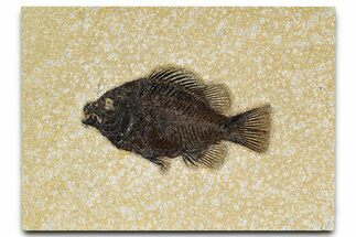Detailed Fossil Fish (Cockerellites) - Wyoming #370862