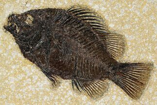 Detailed Fossil Fish (Cockerellites) - Wyoming #370862