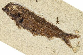 Detailed Fossil Fish (Knightia) - Wyoming #370865
