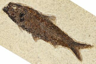 Detailed Fossil Fish (Knightia) - Wyoming #370866
