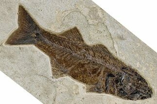 Beautiful Fish Fossil (Mioplosus) - Uncommon Species #370877
