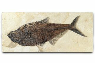 Fossil Fish (Diplomystus) - Green River Formation #370884