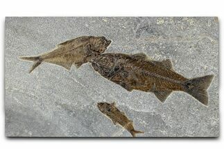 Stunning Multiple Fossil Fish Plate - Large Mioplosus #370885