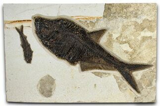 Multiple Fossil Fish (Diplomystus & Knightia) Plate - Wyoming #370908