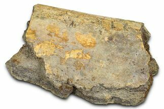 Dinosaur Rib Bone Section - Wyoming #370977