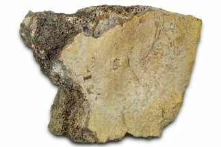 Dinosaur (Triceratops) Frill Shield Section - Wyoming #370978