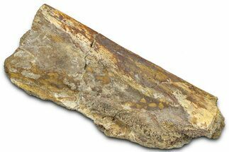 Fossil Dinosaur Bone Section - Wyoming #370981