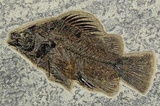 Fossil Fish (Priscacara Serrata) - Top Quality Specimen #370870