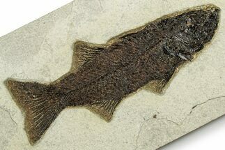 Uncommon Fish Fossil (Mioplosus) - Wyoming #370873