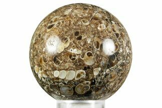 Polished Freshwater Snails (Elimia) In Limestone Sphere - Wyoming #370902