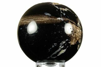 Polished Petrified Wood (Schinoxylon) Sphere - Wyoming #370998