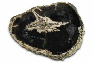 Petrified Wood (Schinoxylon) Limb Section - Blue Forest, Wyoming #371068