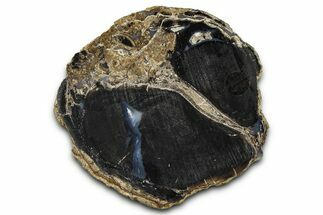 Petrified Wood (Schinoxylon) Limb Section - Blue Forest, Wyoming #371080