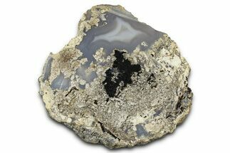 Petrified Wood (Schinoxylon) Limb Section - Blue Forest, Wyoming #371087