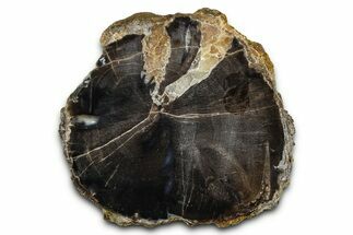 Petrified Wood (Schinoxylon) Limb Section - Blue Forest, Wyoming #371095