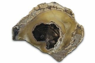 Petrified Wood (Schinoxylon) Limb Section - Blue Forest, Wyoming #371108