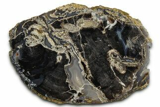 Petrified Wood (Schinoxylon) Limb Section - Blue Forest, Wyoming #371118