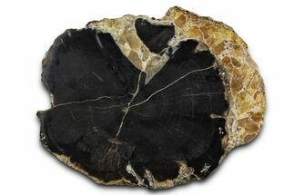 Petrified Wood (Schinoxylon) Limb Section - Blue Forest, Wyoming #371120
