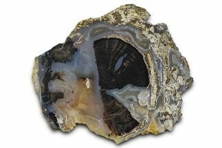 Petrified Wood (Schinoxylon) Limb Section - Blue Forest, Wyoming #371125