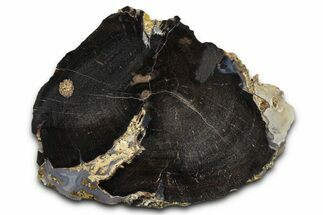 Petrified Wood (Schinoxylon) Limb Section - Blue Forest, Wyoming #371130